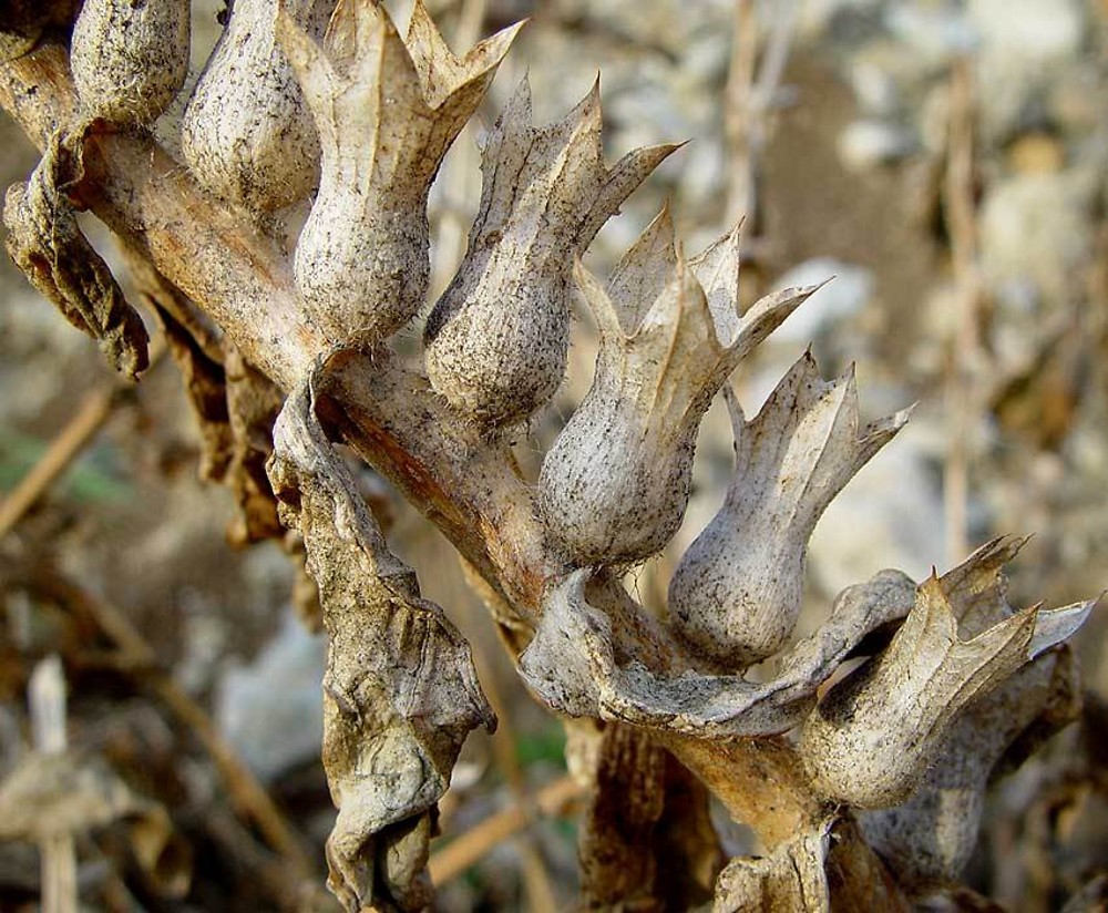 بذرالبنج (بسته بندی 50 گرمی)